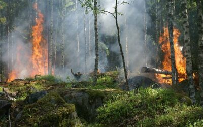 Öffentliche Anhörung zum Waldbrandschutz im Deutschen Bundestag