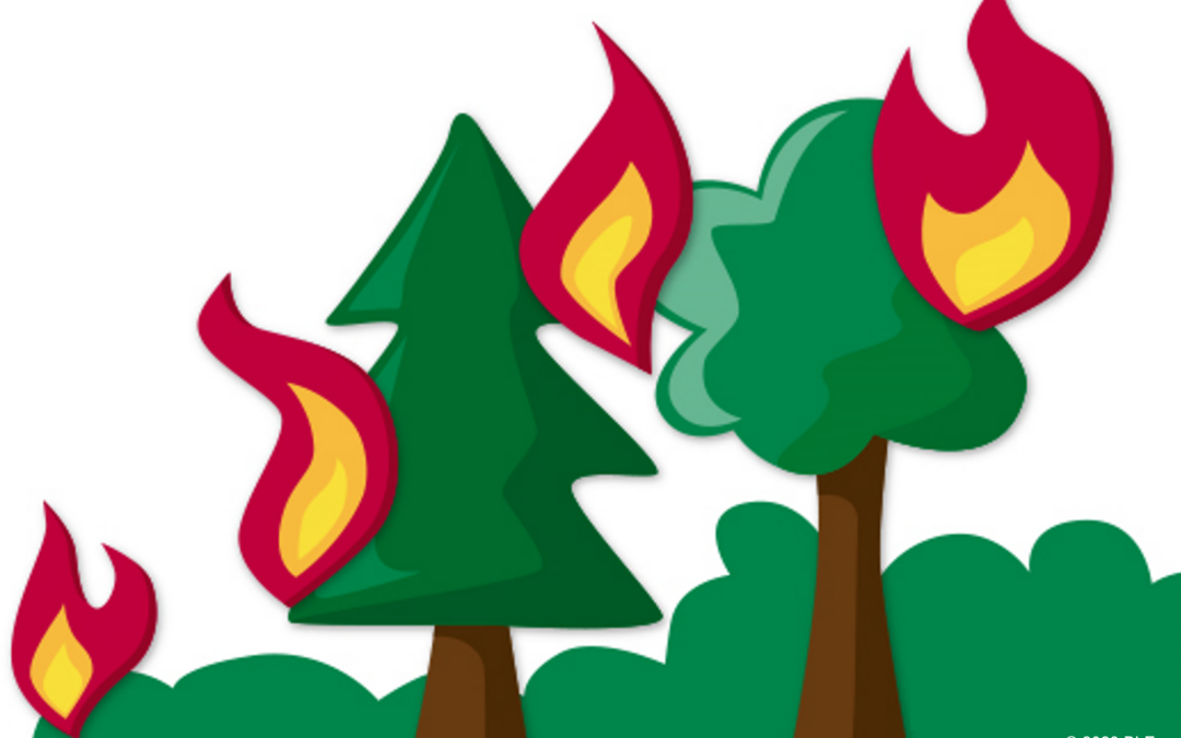 BLE veröffentlicht Waldbrandstatistik 2022