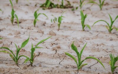 Vorhersage der Bodenfeuchte für bessere Katastrophenresilienz