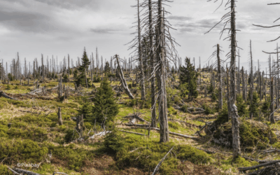 Satellitendaten für deutsche Wälder in Not