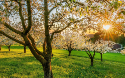 April 2026: Sonnig, trocken und mit großen Temperaturunterschieden