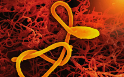 Ebola-Ausbruch in Dem. Republik Kongo und Uganda: WHO ruft Gesundheitsnotlage aus