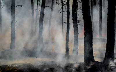 Vegetationsbrand in Mecklenburg-Vorpommern breitet sich aus