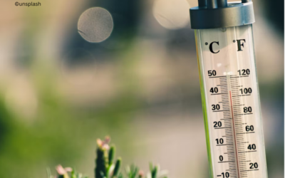 DWD erwartet überdurchschnittlich warmen Herbst und Frühwinter