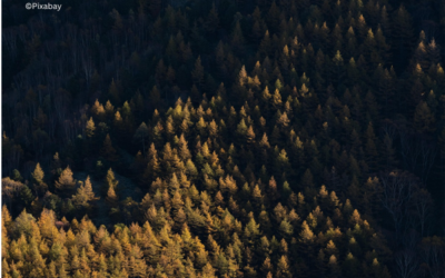 DWD: Saisonale Klimavorhersage für Oktober 2026 bis Februar 2027
